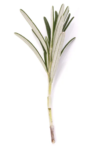 Rosemary herb on white — Stock Photo, Image