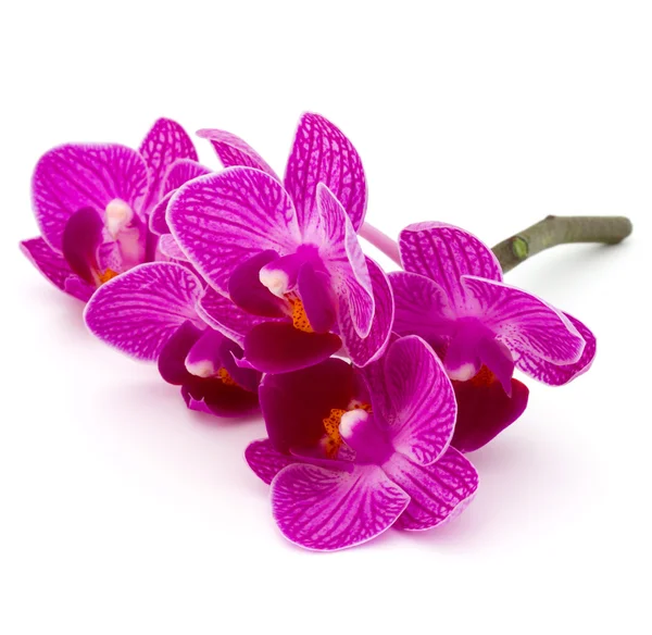 Orchid flower heads — Stock Photo, Image