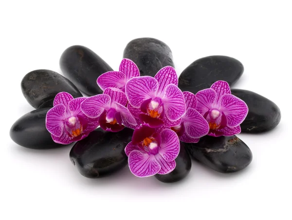 Calhaus e flores de orquídeas de zen — Fotografia de Stock