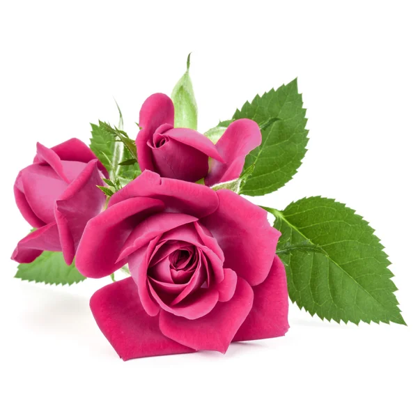 新鲜的粉色玫瑰 — 图库照片