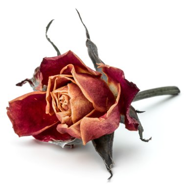 kurutulmuş gül çiçek kafa 