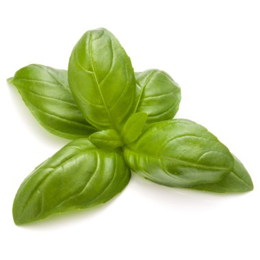 Fesleğen bitki yaprakları