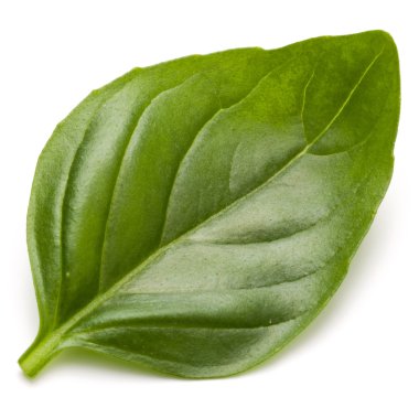 Fesleğen bitki yaprak 