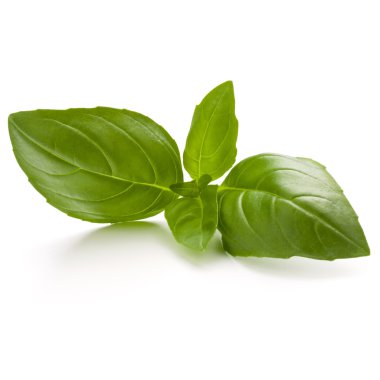 Sweet basil herb leaves clipart