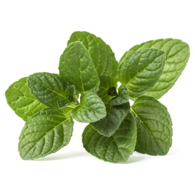 Taze nane yaprağı. 