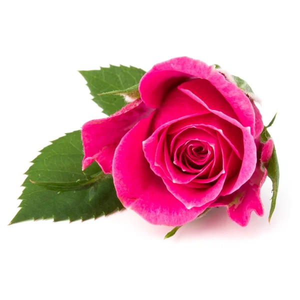 Rose flower head — Stock Photo, Image