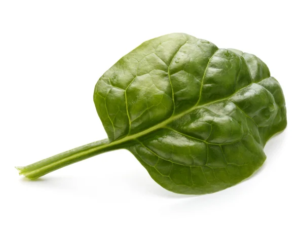 Baby spinach leaf — Stock Photo, Image