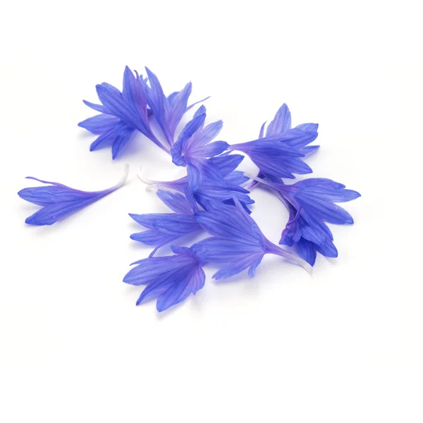 Blue Cornflower Herb — Stock Photo, Image