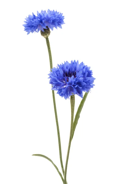 Blaue Kornblumen — Stockfoto