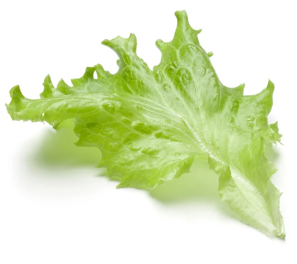 Fresh lettuce salad leaf — Stock Photo, Image