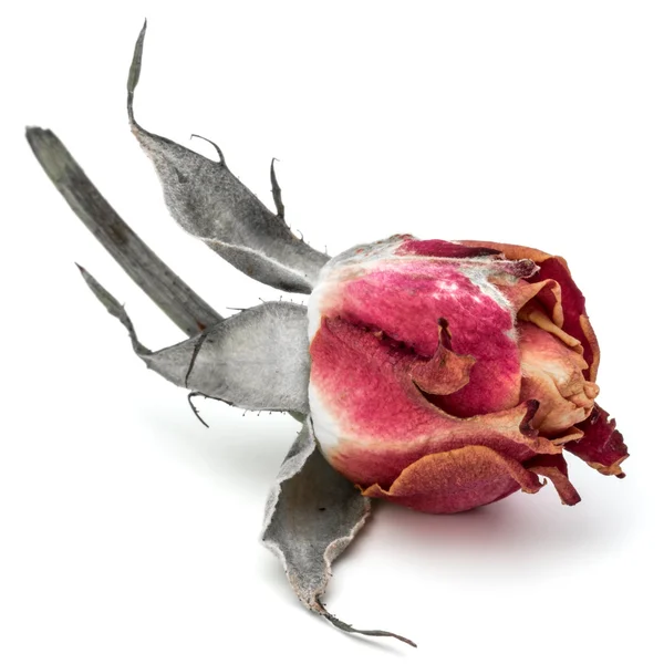Сушеная голова из розового цветка — стоковое фото