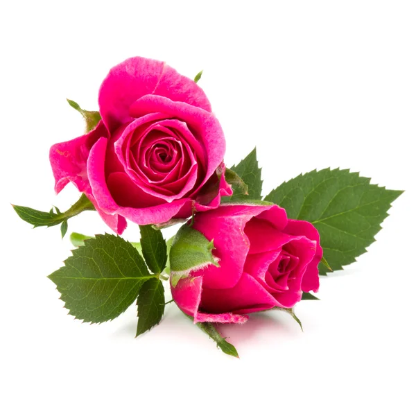 Rosa flores cabeças — Fotografia de Stock