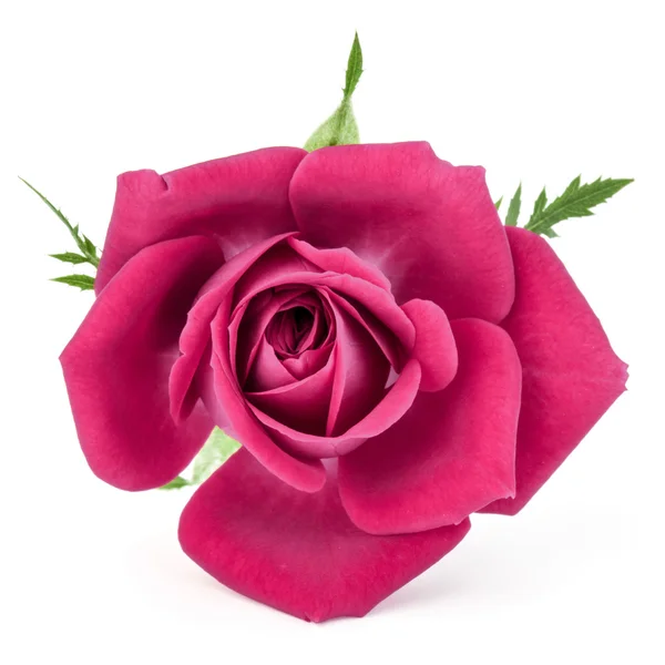 Rose tête de fleur — Photo