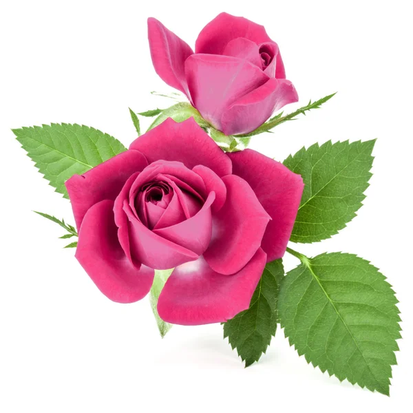 Rosa blommor huvuden — Stockfoto