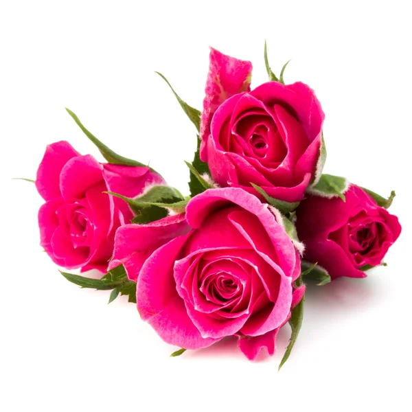 Rosa flores cabeças — Fotografia de Stock