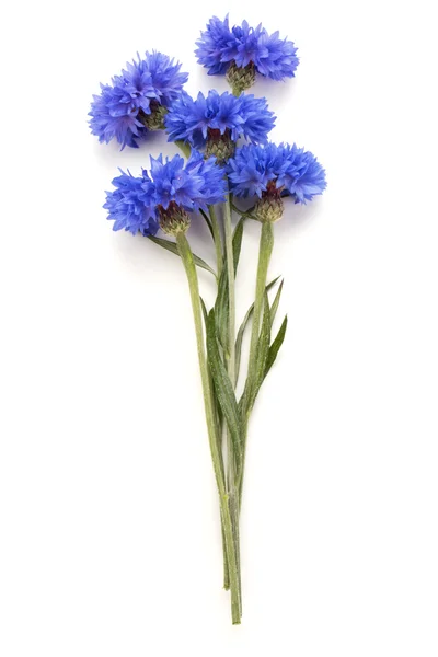 Blauwe korenbloemen kruid — Stockfoto