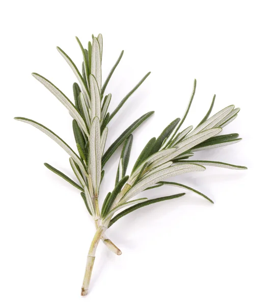 Rosemary herb — Stock Photo, Image