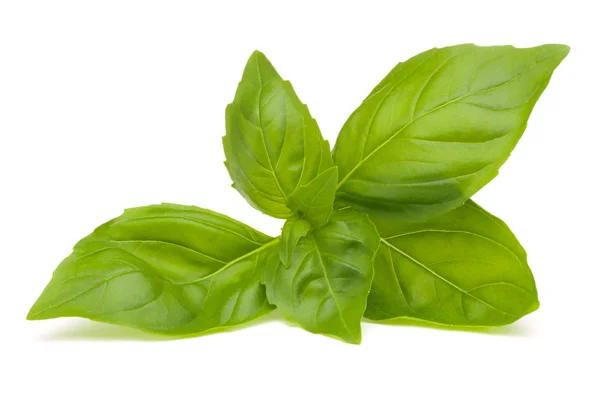 Sweet basil leaves — Stock Photo, Image