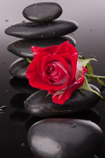 Lázně kámen a růže květ — Stock fotografie