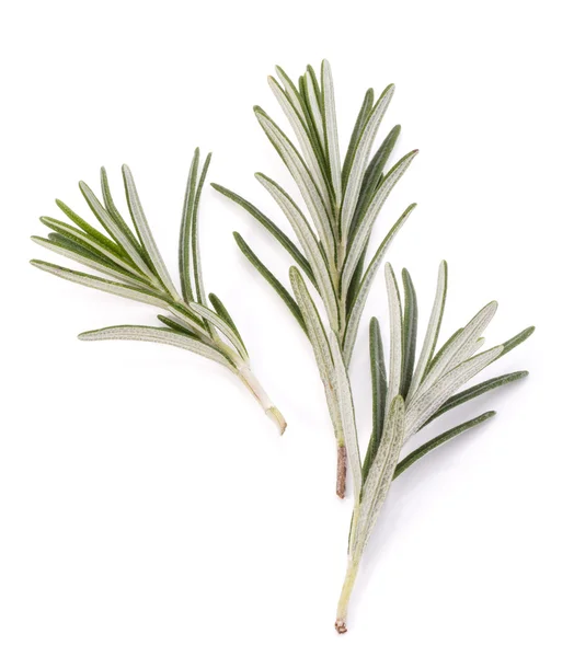 Rosemary herb spice leaves — Stock Photo, Image