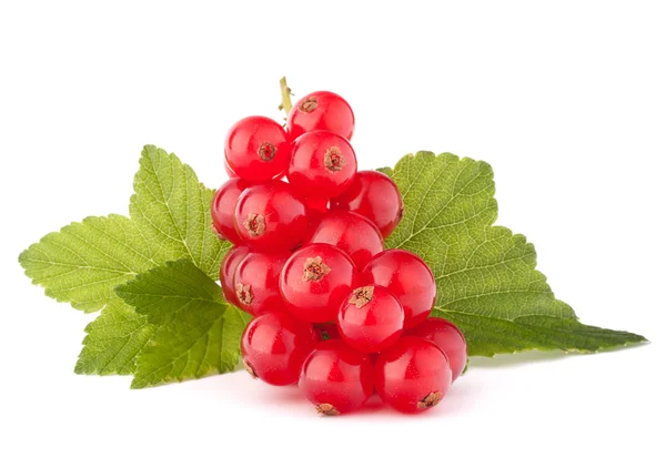 Red currants and green leaves — Stock Photo, Image