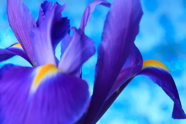 Iris bleu fleurs fond — Photo
