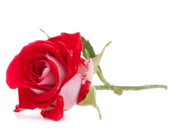 Červená růže květ hlava — Stock fotografie