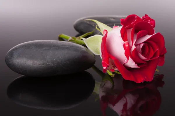 Spa stones and rose flower still life. Royalty Free Stock Images