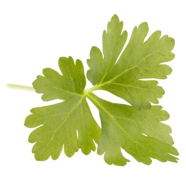 taze maydanoz bitki yaprakları