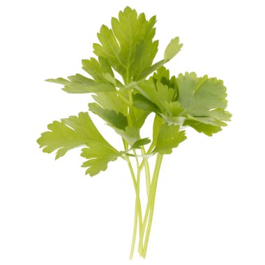 taze maydanoz bitki yaprakları