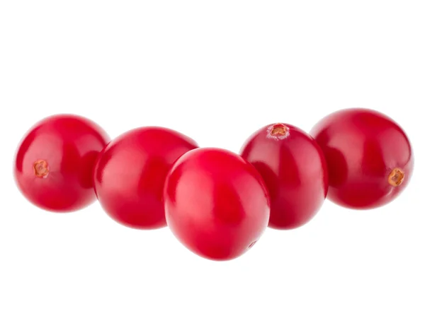 Cranberry bessen — Stockfoto