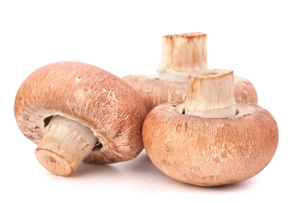 Kahverengi champignon mantar — Stok fotoğraf