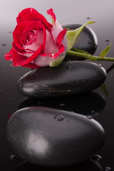 Kamień kurort i róża kwiaty martwa. — Zdjęcie stockowe