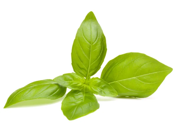 Daun manis Basil — Stok Foto