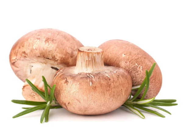 Cogumelos de champignon marrons e folhas de alecrim — Fotografia de Stock