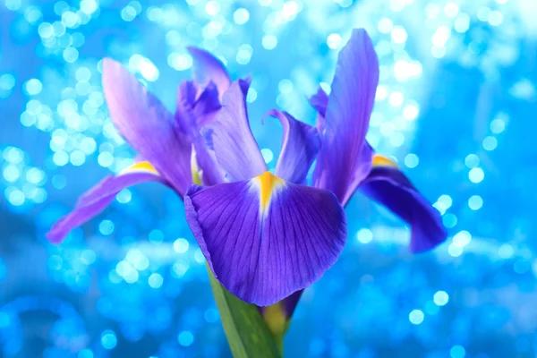 Lindas flores da íris azul — Fotografia de Stock