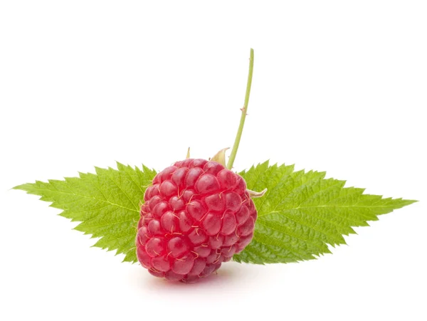 Sweet raspberry — Stock Photo, Image