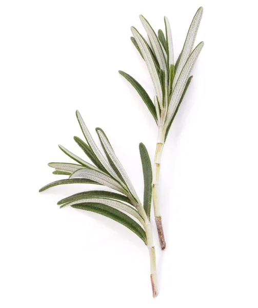 Rosemary herb — Stock Photo, Image