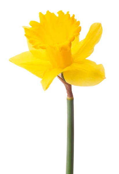 Flor de narciso — Foto de Stock