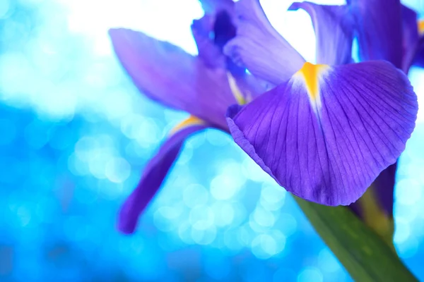 Kék írisz virág — Stock Fotó
