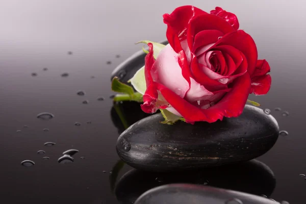Piedra spa y flores de rosas naturaleza muerta —  Fotos de Stock