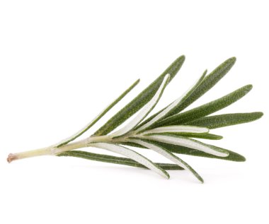 Biberiye bitki baharat yaprakları