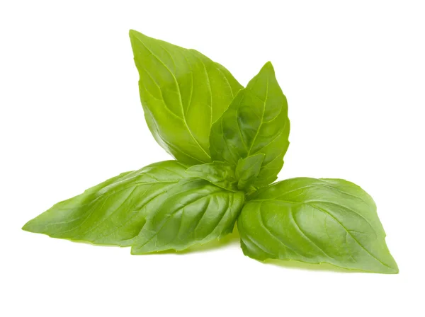 Sweet basil leaves — Stock Photo, Image