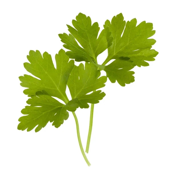 Fresh parsley herb leaves — Stock Photo, Image