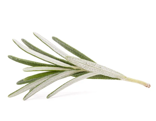 Rosemary herb spice leaves — Stock Photo, Image