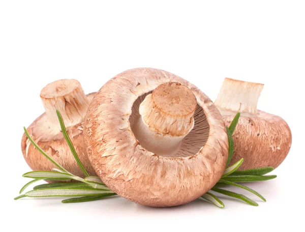 Kahverengi champignon mantar ve biberiye yaprakları — Stok fotoğraf