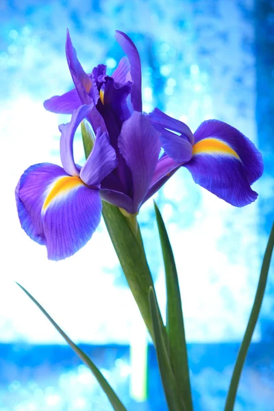 Lindas flores da íris azul — Fotografia de Stock