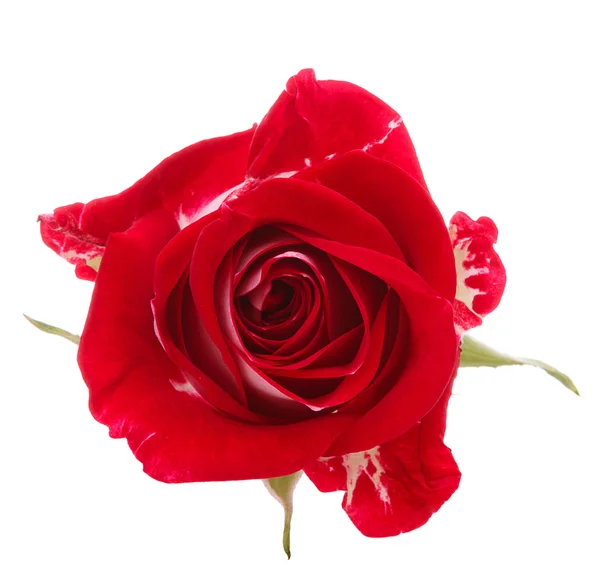红玫瑰的花头 — 图库照片