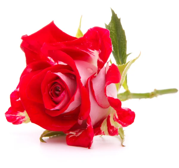 Rote Rose Blütenkopf — Stockfoto
