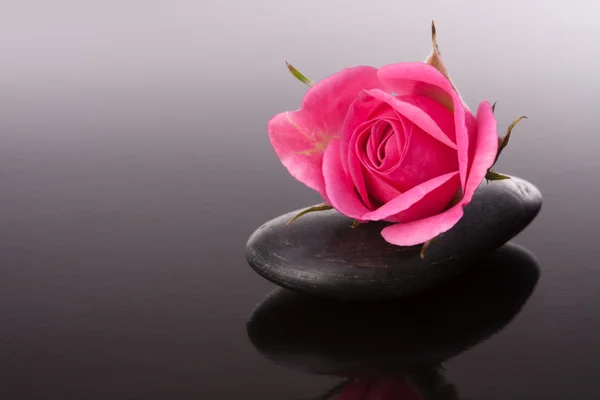 Spa stone and rose flowers still life. — Stock Photo, Image